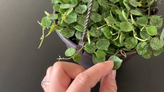 【 Plant haul — Hoya curtisii 】ホヤ・カーティシー смотреть онлайн