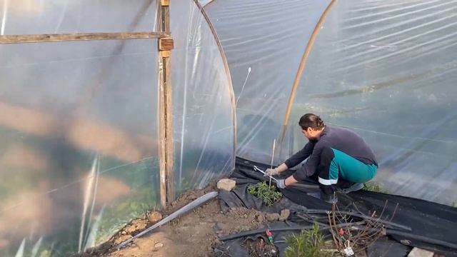 29 апреля 2023 Овощная теплица на даче. НЕКЛУБНИКА смотреть онлайн