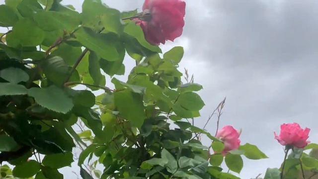 Hybrid Tea Rose (Mild Fragrance) смотреть онлайн