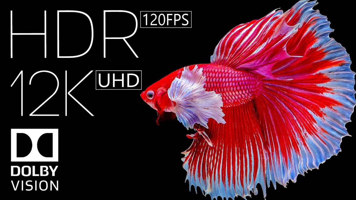 Настоящая природа 12K HDR 120fps Dolby Vision смотреть онлайн