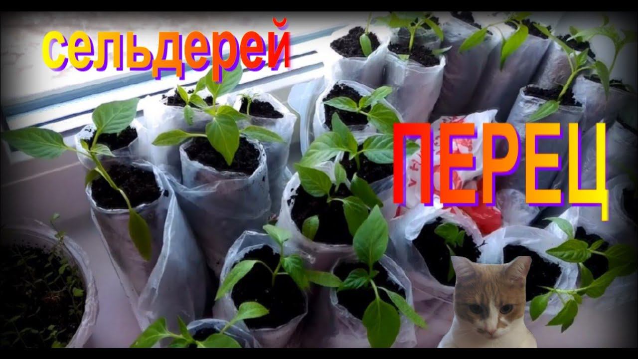 Перец и сельдерей. Промежуточные результаты. смотреть онлайн