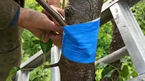 Прививка Груши путем сверления плодоносит на второй год