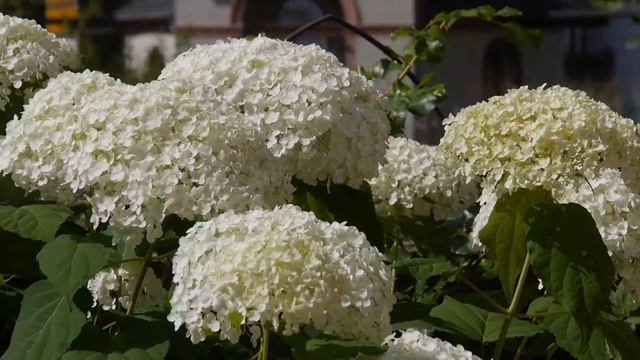 Gefüllter Japanschneeball (Viburnum plicatum) смотреть онлайн