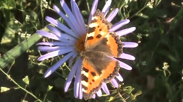 Пасека д.Александровка Курская обл. Рыльский р-он. смотреть онлайн