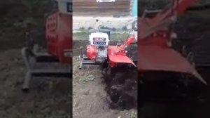 Брайт 135 GE культивация