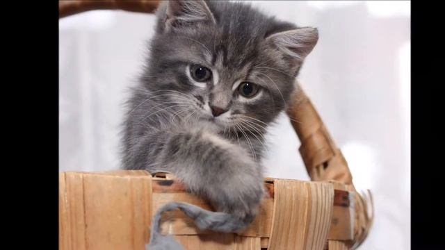 КОТЕНОК (Тимур Максимов) смотреть онлайн