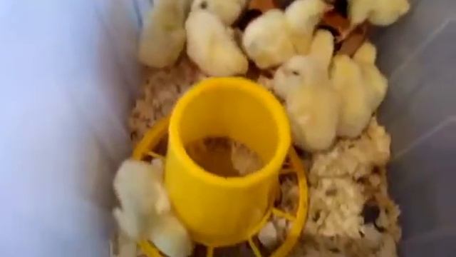 Цыплята бройлеры хаббард смотреть онлайн
