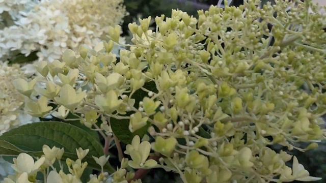 Гортензия метельчатая в Красноярске в конце августа. Самые зимостойкие сорта. смотреть онлайн