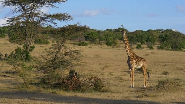 Survive The Wild | 4K Wildlife / 4K TV: African Buffalo,Lions,... - Relaxation & Calming Music