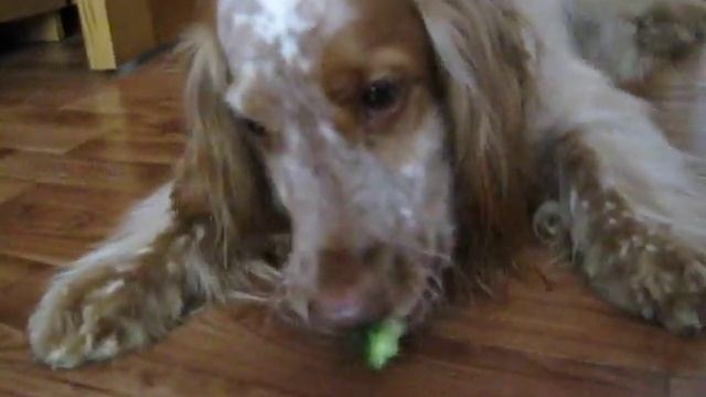 Собака очень любит есть огурцы смотреть онлайн