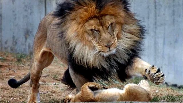 Играя со своим детенышем, лев не рассчитал силы. Дальше случилось невероятное.❗ смотреть онлайн