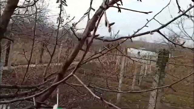 Как снизить крону дерева? Груша. смотреть онлайн