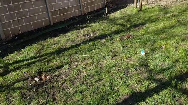 Покрасить забор часть 2