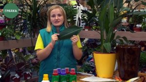 Стрелиция. Райская птица в цветочном горшке