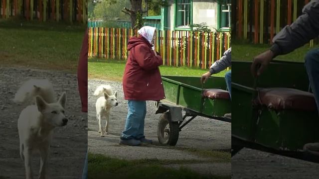 Как селяне отстаивали главу тюменского поселка и просили его не увольняться смотреть онлайн
