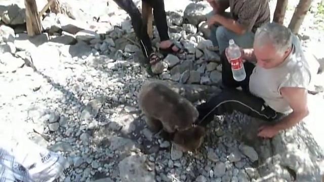 Осетинский кофликт. Медведь чуть не сьел человека.