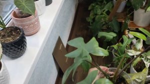 как сохранить вариегатность у растения?вариегатные растения уход ?как вернуть вариегатность ?