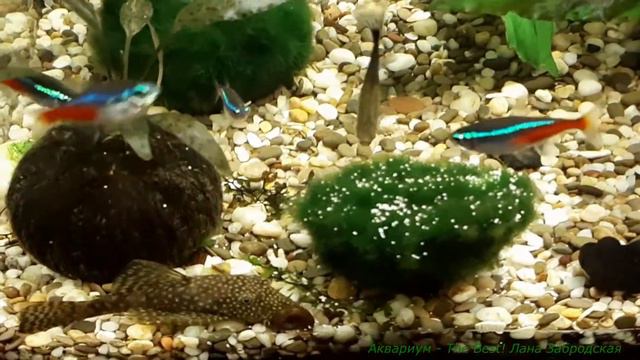 Сомик Анциструс тоже хочет есть смотреть онлайн