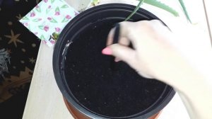 Посадка АЛОЭ. Что обязательно нужно знать при посадке и выращивании алоэ.