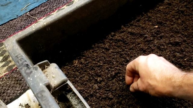 Заложил черенки ежевики на проращивание. Вторая попытка. смотреть онлайн