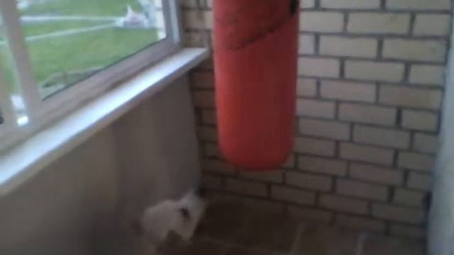 Labrador vs boxing bag (Лабрадор против боксерского мешка) смотреть онлайн