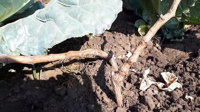 Виноград Дашуня, второй год после посадки черенка на постоянное место смотреть онлайн