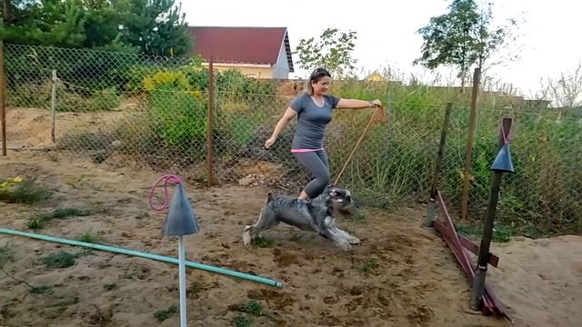 Как научить собаку прыгать по команде "барьер" смотреть онлайн