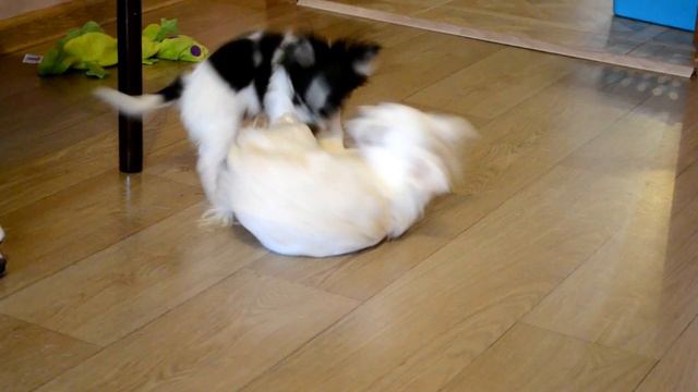 Чихуахуа питомник Шан Сайн смотреть онлайн