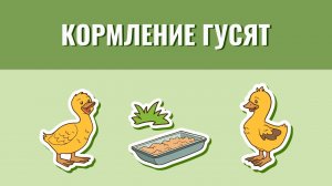 Кормление гусят от первых дней до месячного возраста. Мои предпочтения.