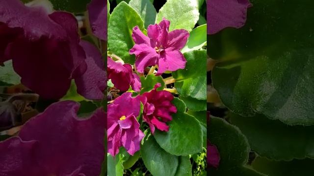 Фиалка- Бой Быков смотреть онлайн