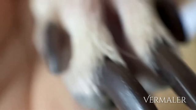 ?Макро-обзор левретки смотреть онлайн