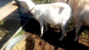 Покрытие козы