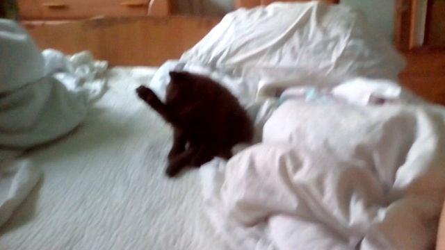 Кот очень древний и очень пушистый смотреть онлайн