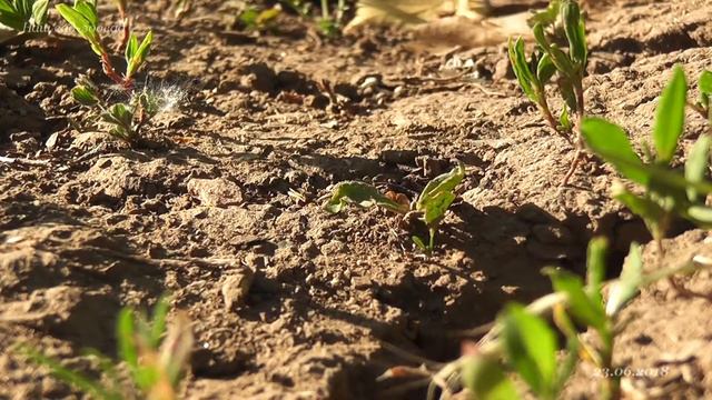 Амазонки возвращаются смотреть онлайн