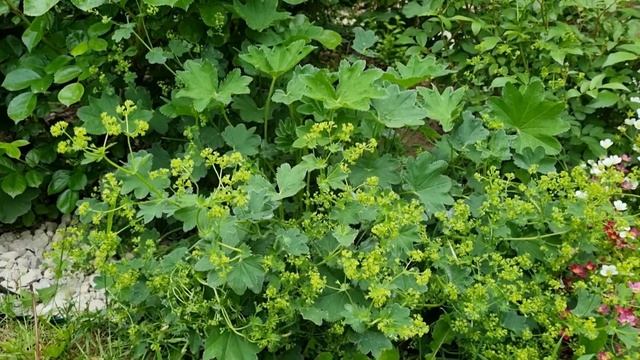 МАНЖЕТКА- лучший многолетник. Плюсы и минусы. Как меняется в течение сезона.