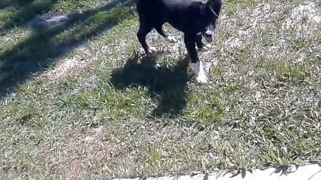 Шериза.3 мес.Развитие навыков преодоления препятствия- лестница. смотреть онлайн