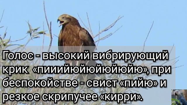 Чёрный коршун (англ. Black kite) смотреть онлайн