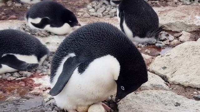 Adelie Penguins and their Offspring смотреть онлайн