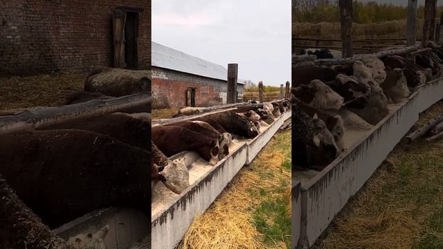 Новая партия бычков на откорм смотреть онлайн