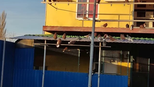 НИКОЛАЕВСКИЕ ГОЛУБИ:( первая поездка за красными голубями) смотреть онлайн