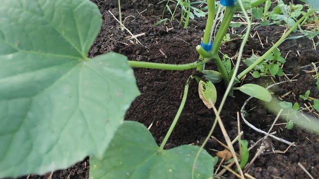 СУПЕР ПОДКОРМКА ДЛЯ ОГУРЦОВ, КОТОРАЯ РАБОТАЕТ. ПОКАЗЫВАЮ РЕЗУЛЬТАТ. смотреть онлайн