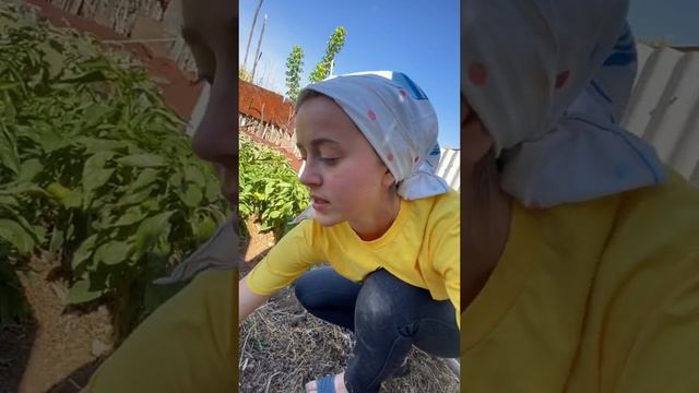 Вкусняшка для кур.mp4