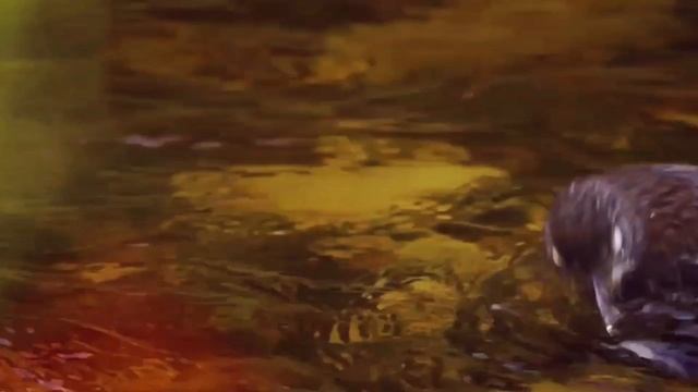 Жара птицы. 60 минуты счастья.#птицы#счастье#жара