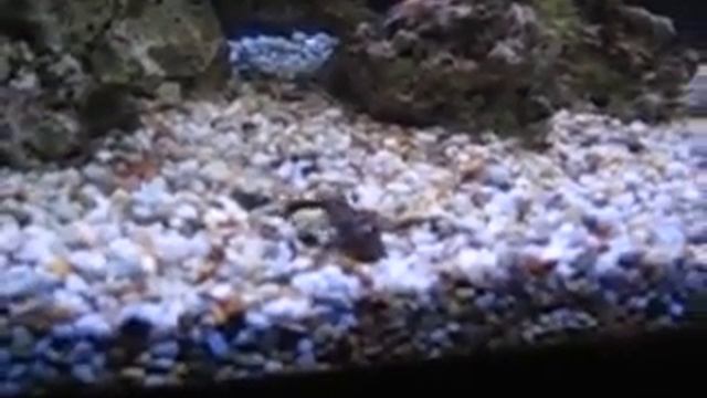 african malawi cichlids - acei, maingano, socolofi albino, carauleus смотреть онлайн