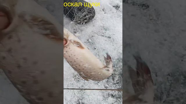 Рыбалка хапугой на ленка зимой смотреть онлайн
