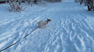 Джек Рассел зимой! Снега навалило! Будни Джек Рассел терьера.