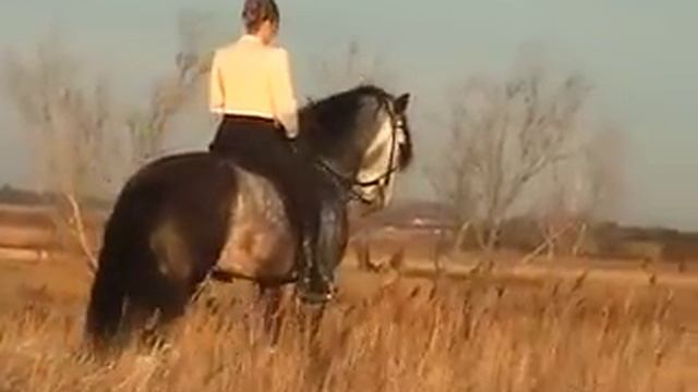 Dressage Artistique -Piaffer-Passage