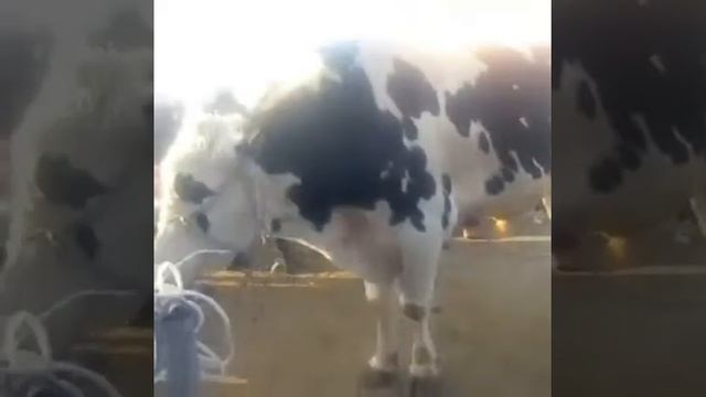 Самый большой бык в мире вес 1,5тонн смотреть онлайн