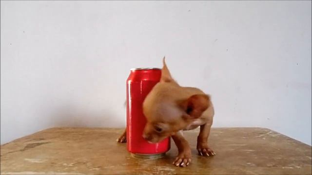 Chihuahua Mini Toy Hembra color Caoba - Abril 2017 смотреть онлайн