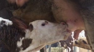 Роды коровы Даша. Прибавление в коровьей семье.